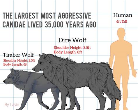 dire wolf vs grey size.